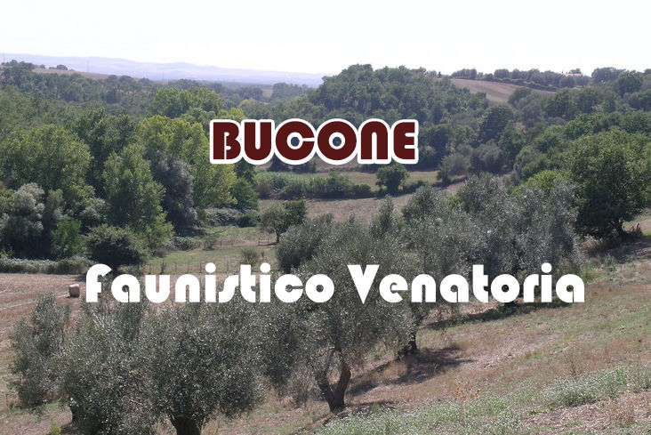 Bucone caccia nel lazio stanziale lepre