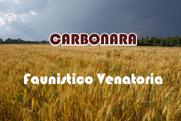 Carbonara caccia nel lazio stanziale lepre