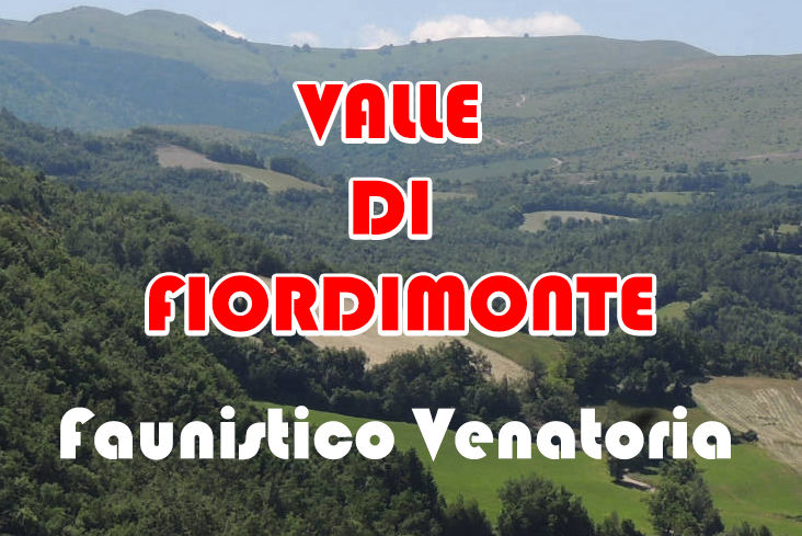 caccia alla lepre marche valle di fiordimonte