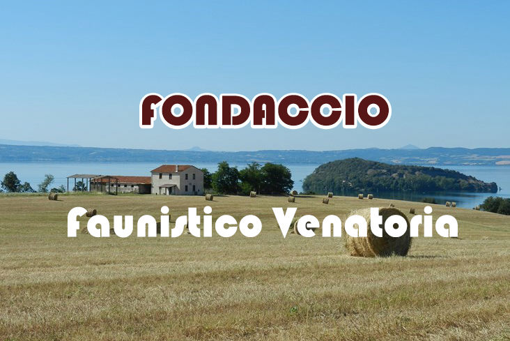 Fondaccio caccia nel lazio stanziale lepre